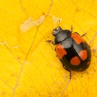 Two Spot Ladybird (Black Form) 2 